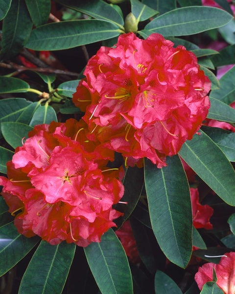 Rhododendron Hybr. 'Roter Korsar', rot, 40–50 cm