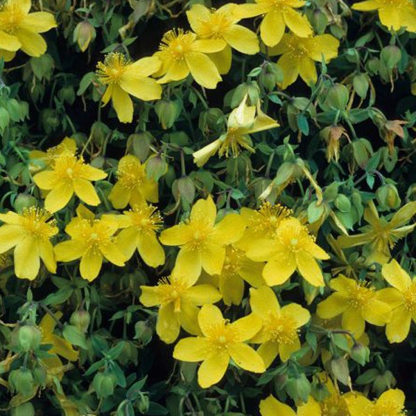 Johanniskraut Pflanze mit gelben Blüten.