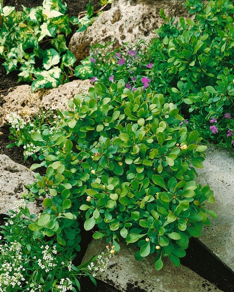 Berberis buxifolia 'Nana', Polster-Berberitze, kompakt, 15–20 cm