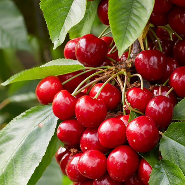3x Mini-Fruchtmischung – Obstbäume – Pflegeleicht – ⌀9 cm - ↕30-35 cm