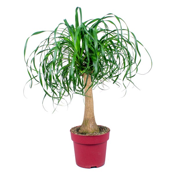 Beaucarnea 'Recurvata' | Elefantenfuß pro Stück - Zimmerdecke im Kinderzimmertopf cm24 cm - ↕85 cm