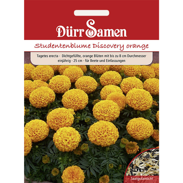 Studentenblumen Discovery orange einjährig Saatgut von Dürr Samen