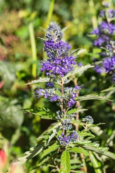 Caryopteris clandonensis 'First Blue', Bartblume, blau, 25–30 cm