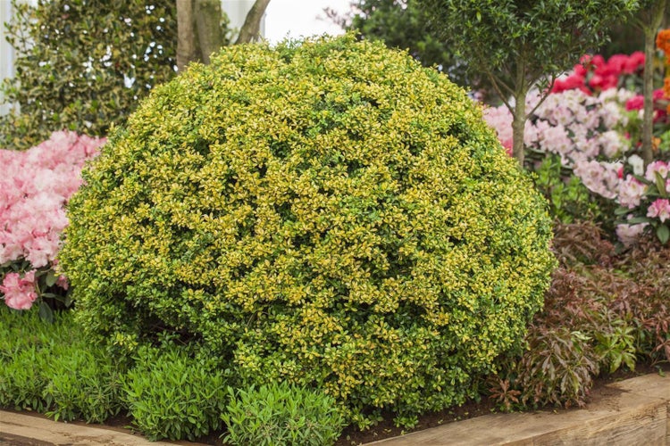 Ilex crenata 'Golden Gem', Japanische Stechpalme, goldgelb, 30–40 cm