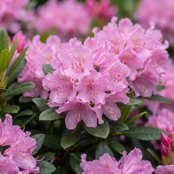 Blühender Rhododendron mit rosafarbenen Blüten und dunkelgrünen Blättern.