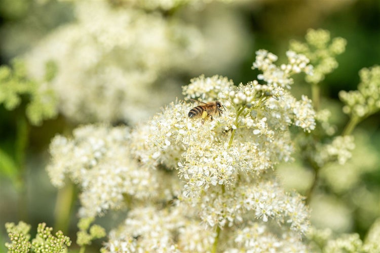 Filipendula vulgaris, Spierstaude, ca. 9x9 cm Topf, zartrosa Blüten