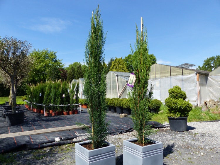 3x Mittelmeerzypresse 140-160 cm Säulen Toskana Zypressen Zypresse Cupressus Semper