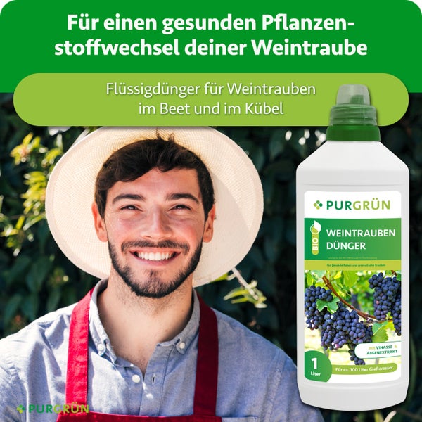 Eine Flasche Purgrün Bio Weintraubendünger flüssig mit einem Liter Inhalt neben einem lächelnden Gärtner vor einer Weinrebe.