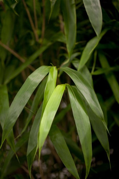 Pseudosasa japonica, Japanischer Pfeilbambus, 150–175 cm
