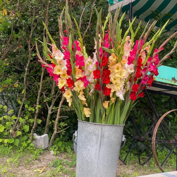 Großer Strauß Gladiolen in einem Metalleimer