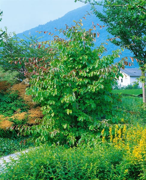 Parrotia persica, Eisenholzbaum, 40–60 cm, leuchtend rote Herbstfärbung
