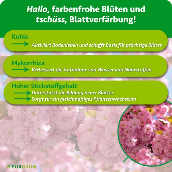 Infografik zum PurGruen Pflanzenduenger mit Kohle, Mykorrhiza und hohem Stickstoffgehalt fuer gesundes Pflanzenwachstum und blühende Pflanzen.