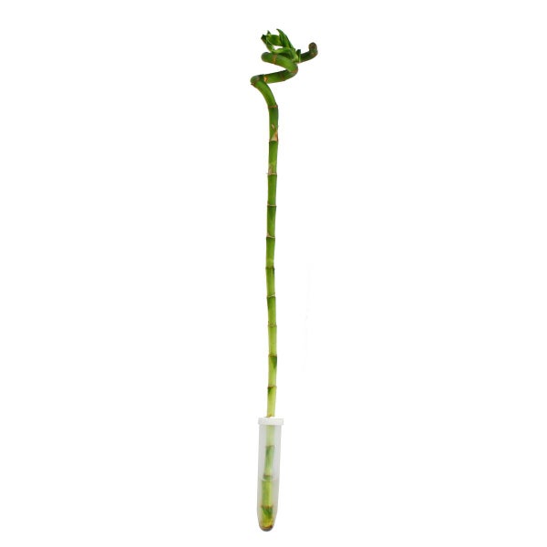 Glücksbambus 'Lucky Bamboo' - spiralförmig - im Röhrchen - Dracaena Sanderiana - ca. 40 cm hoch