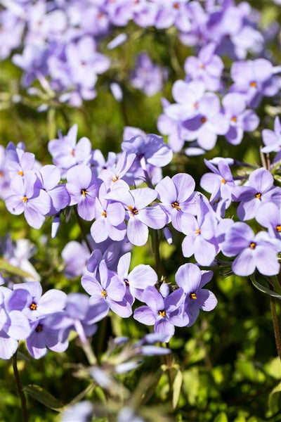 Phlox stolonifera 'Blue Ridge', Teppich-Phlox, blau, ca. 9x9 cm Topf