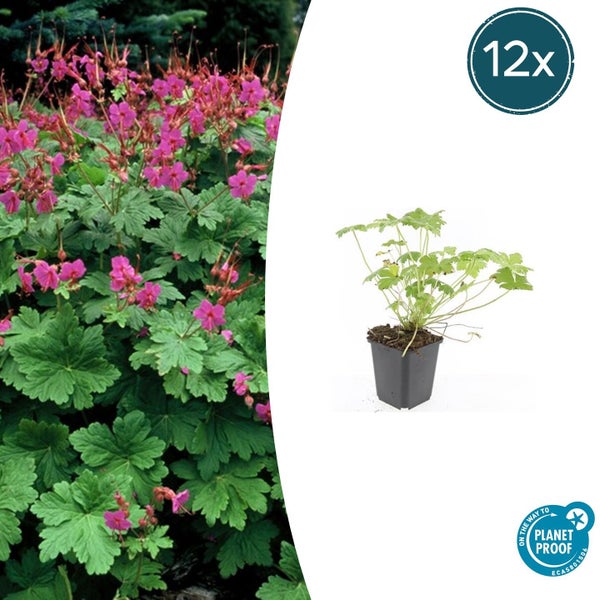 Felsen-Storchschnabel Geranium macrorrhizum Spessart, blühend und im Topf, 12 Stück, nachhaltig produziert mit Planet Proof Zertifizierung.