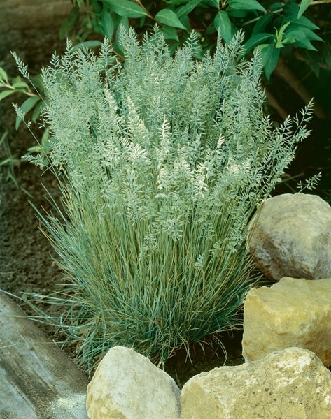 Koeleria glauca, Blaugras, ca. 9x9 cm Topf