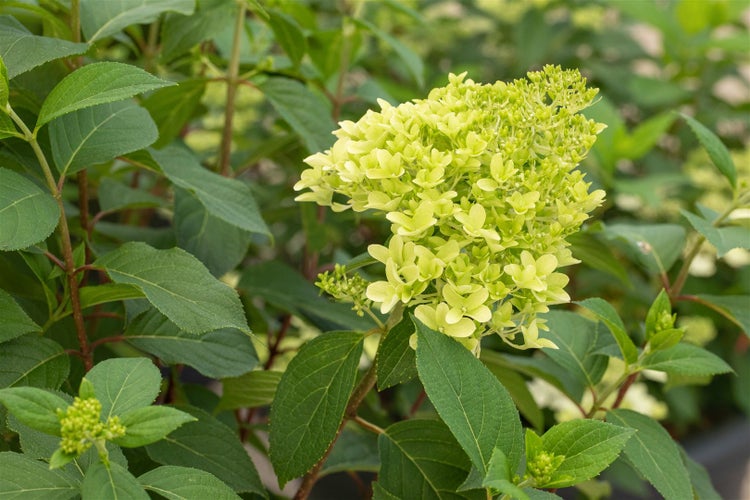 Hydrangea paniculata 'Skyfall', Rispenhortensie, weiß, 60–80 cm