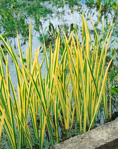 Gelbe Sumpfschwertlilie im Gartenteich