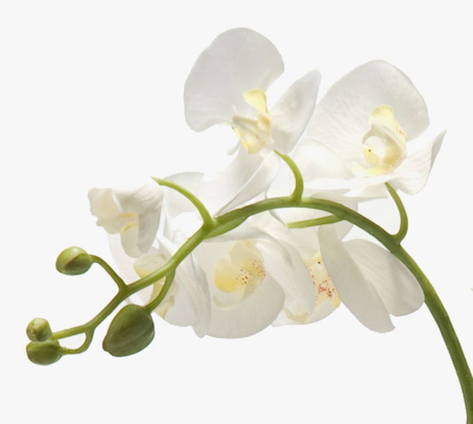 Basis einer Orchidee mit großen grünen Blättern, grünen Stielen mit Holzstäben zur Stützung und sichtbaren Luftwurzeln in Erde.