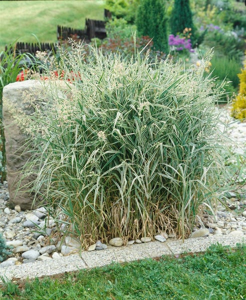 Phalaris arundinacea 'Picta', Buntes Rohrglanzgras, ca. 9x9 cm Topf