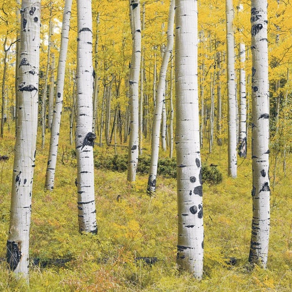 Fototapete Birkenwald mit herbstlichen Blättern