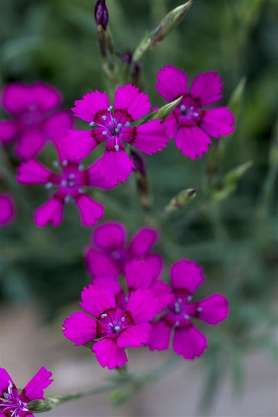 Dianthus deltoides 'Brillant', Heidenelke, leuchtend rot, ca. 9x9 cm Topf