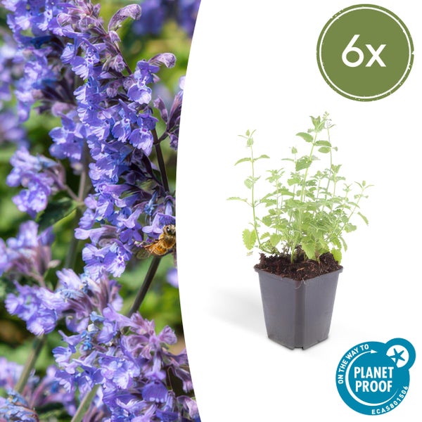Sechserpack Echte Katzenminze Nepeta mit violetten Blüten, einer Biene, Jungpflanze im Topf und Planet Proof Logo.
