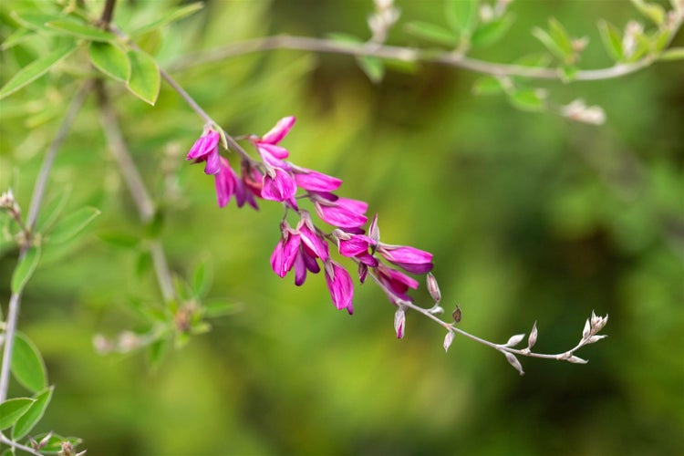 Lespedeza thunbergii, 60–100 cm, rosa Blüten, buschig