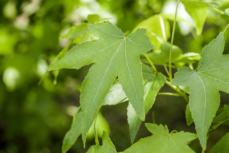 Liquidambar styraciflua, Amberbaum, 100–125 cm