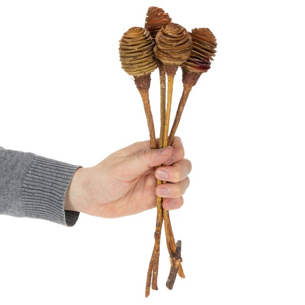 Eine Hand hält vier getrocknete Maha-Pods an langen Holzstielen, Naturdekoration für Vasen.