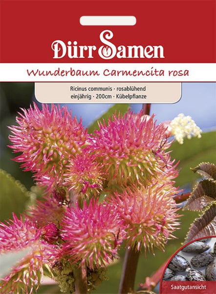 Dürr Samen Logo. Samen für Wunderbaum Carmencita rosa, Ricinus communis. Stachelige rosa Blütenstände und Saatgutansicht.