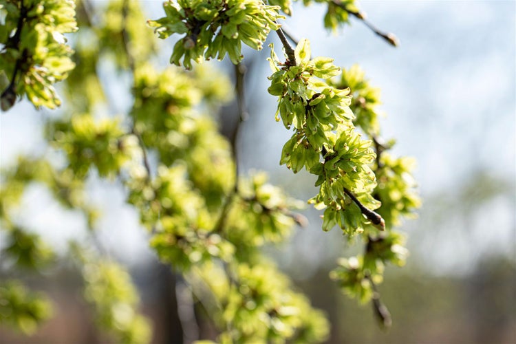 Ulmus glabra 'Pendula', Hänge-Ulme, 180 cm Stammhöhe
