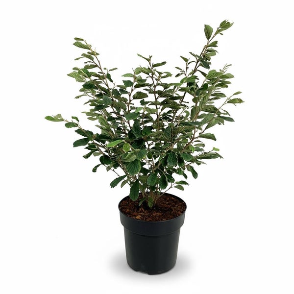 Hainbuche in einem schwarzen Kunststofftopf fuer den Garten