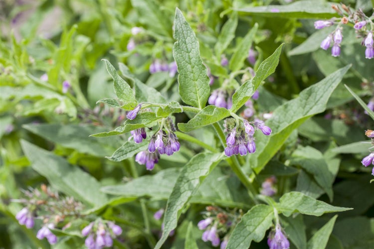 Nahaufnahme von Beinwellblättern und -blüten