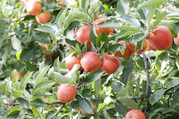 Reife rote Äpfel hängen an einem Apfelbaum zwischen grünen Blättern.