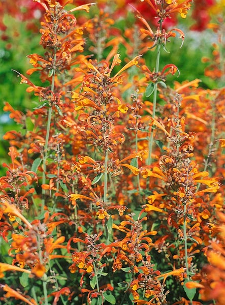 Agastache aurantiaca 'Apricot Sprite', Duftnessel, apricot, ca. 9x9 cm Topf