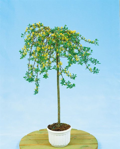 Salix arbuscula, Zwergweide, 30 cm Stammhöhe