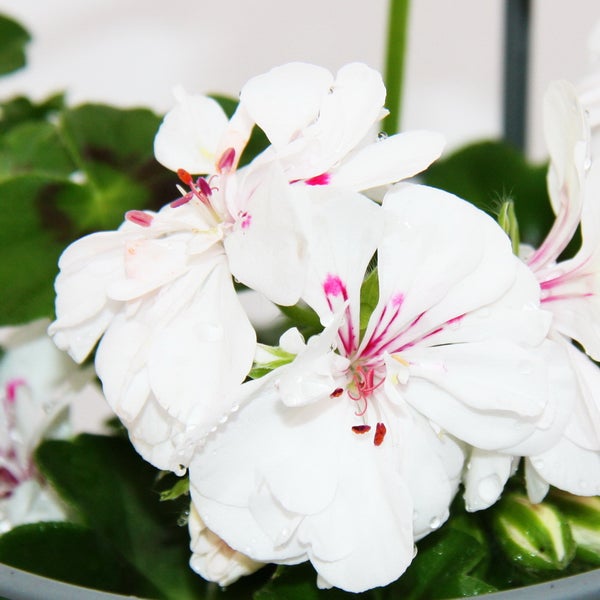 Geranien hängend - Pelargonium peltatum - 12cm Topf - Set mit 3 Pflanzen - weiß