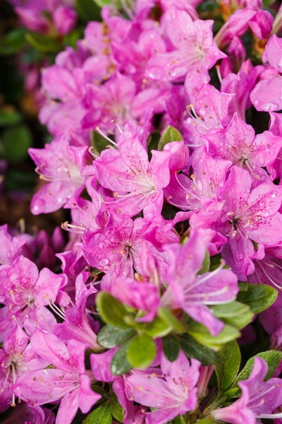 Rhododendron obt. 'Diamant Enzianblau', enzianblau, 15–20 cm