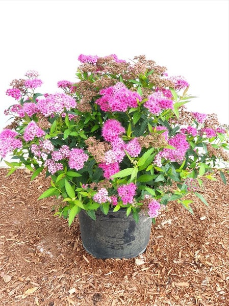 Spiraea japonica 'Anthony Waterer', Rote Sommerspiere, 30–40 cm