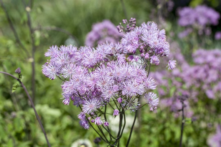 Thalictrum aquilegifolium 'Purpureum', Akeleiblättrige Wiesenraute, ca. 9x9 cm Topf