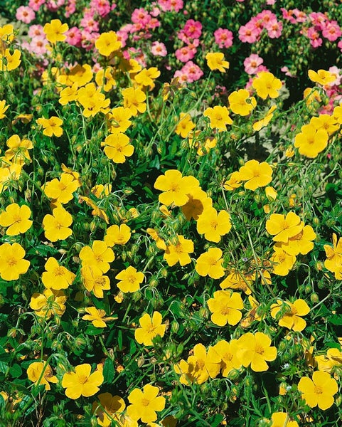 Helianthemum x cult. 'Sterntaler', Sonnenröschen, gelb, ca. 9x9 cm Topf