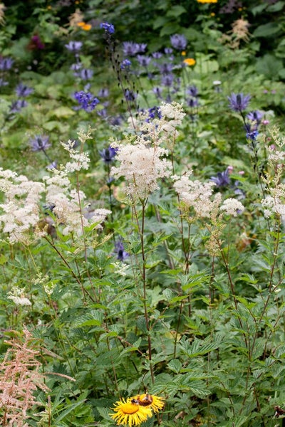 Filipendula ulmaria, Mädesüß, ca. 9x9 cm Topf, duftend