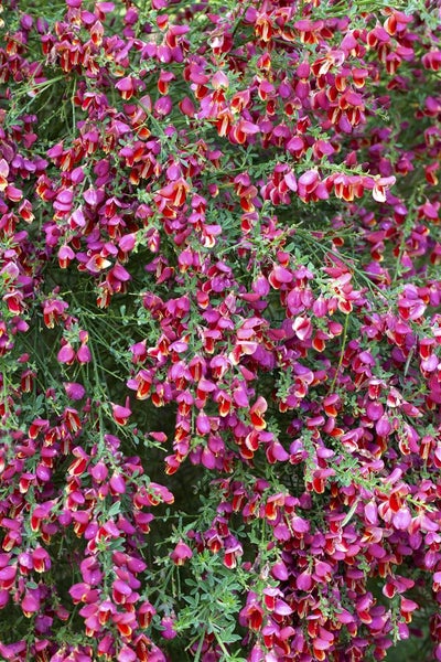 Cytisus scoparius 'Roter Favorit', Besenginster, rot, 40–60 cm