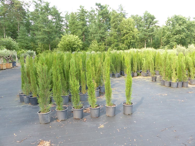 1x Mittelmeerzypresse 180 cm Säulen Toskana Zypressen Zypresse Cupressus Sempervirens