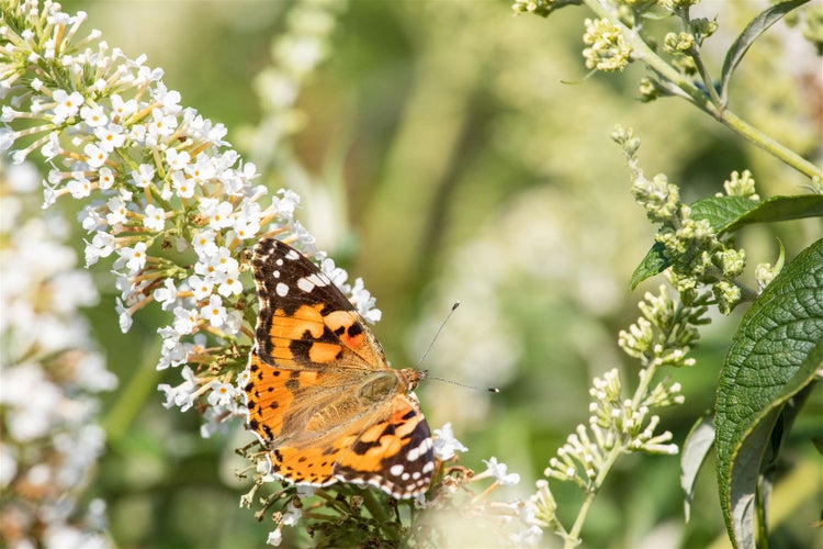 Buddleja 'Revee de Papillon Lavander'®, Schmetterlingsflieder, lavendel, 60–80 cm