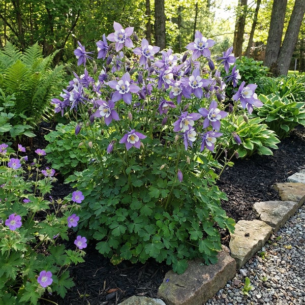 Blühende Akelei in Violett und Weiß in einem Gartenbeet mit dunklem Mulch und einer Beeteinfassung aus Natursteinen.