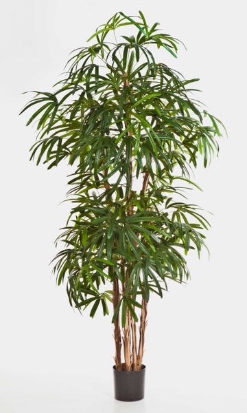 Große Steckenpalme Rhapis excelsa in einem schwarzen Kunststofftopf.