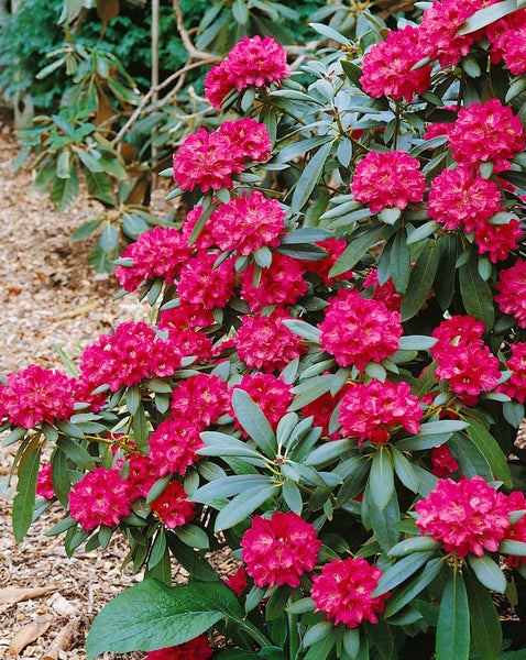 Rhododendron yakushimanum 'Sneezy', rosa Blüten, 40–50 cm