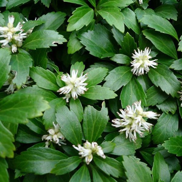 Detailaufnahme einer Pachysandra terminalis Pflanze mit grünen Blättern und weißen Blüten